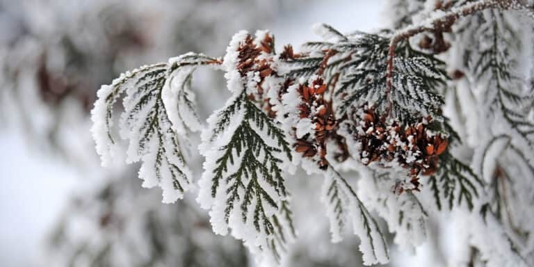 Our Winter Garden Tips To Protect Against Snow, Ice, and Salt