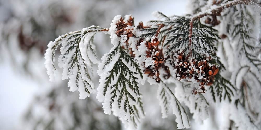 Stephens Landscaping Garden Center-Moultonborough-How to Protect Your Trees from Cold and Salt Damage-pruning tree branc