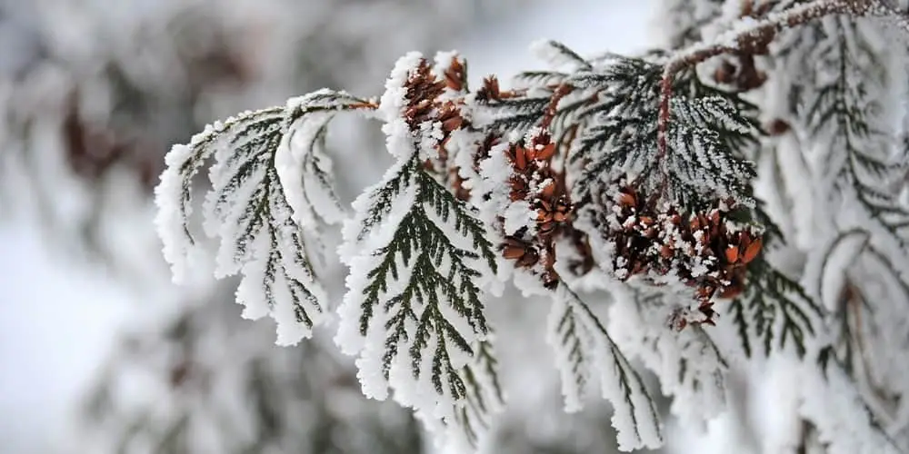 Stephens Landscaping Garden Center-Moultonborough-How to Protect Your Trees from Cold and Salt Damage-pruning tree branc