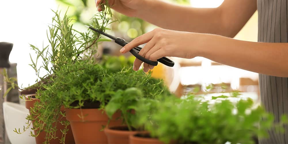 Stephens Landscaping Garden Center-New Hampshire-How to Grow a Garnish Garden in Your Kitchen-harvesting herbs