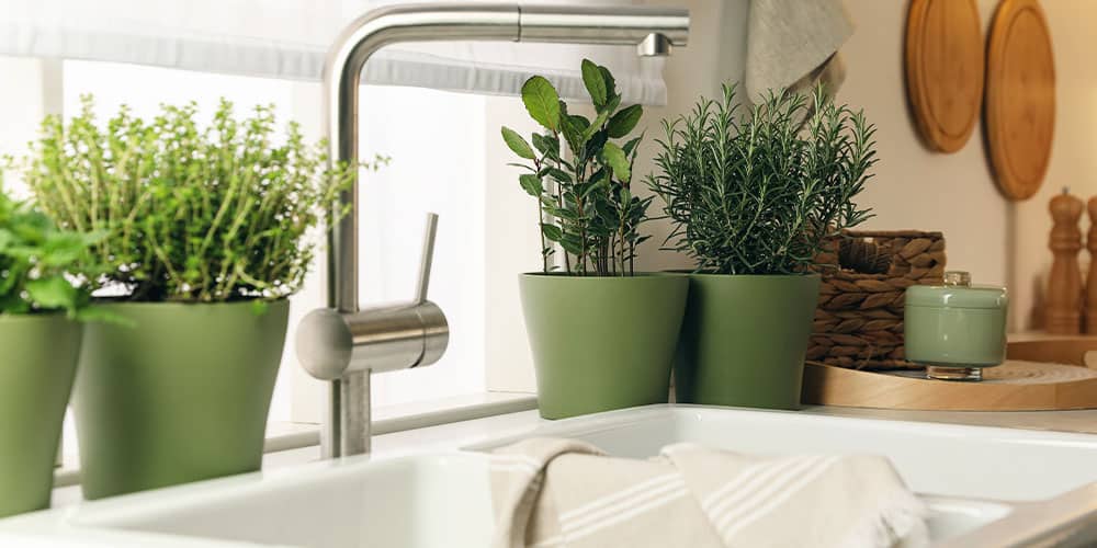 Stephens Landscaping Garden Center-New Hampshire-How to Grow a Garnish Garden in Your Kitchen-herbs in window