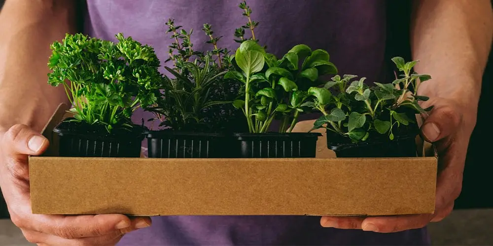 Stephens Landscaping Garden Center-New Hampshire-How to Grow a Garnish Garden in Your Kitchen-holding tray of herbs
