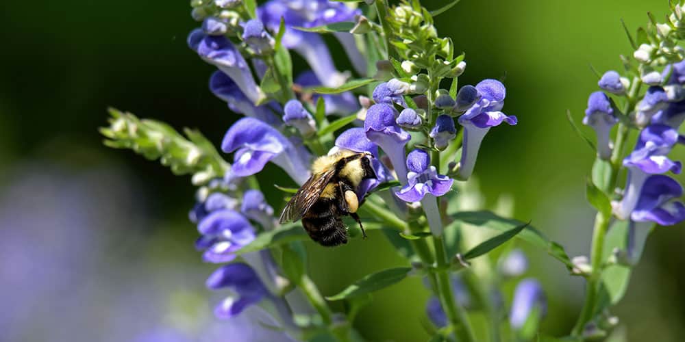 SL Garden Center-Moultonborough-Creative Resolutions for Your Garden in 2023-bee on flower