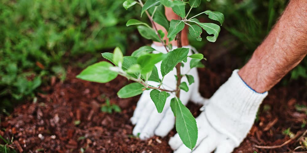 SL Garden Center-Moultonborough-Creative Resolutions for Your Garden in 2023-planting a tree