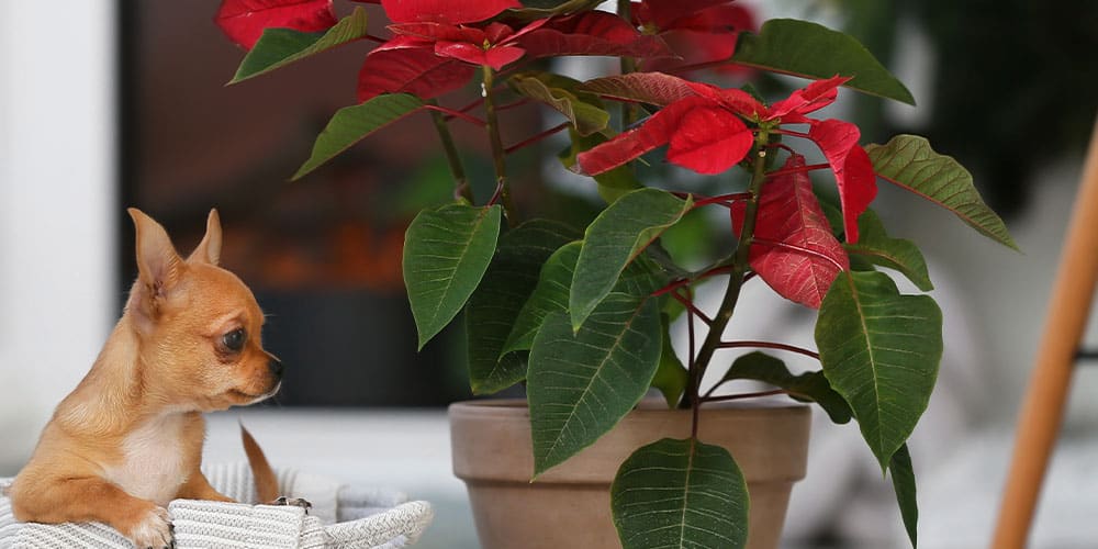 SL Garden Center-New Hampshire-History of The Poinsettia-pet safe poinsettia