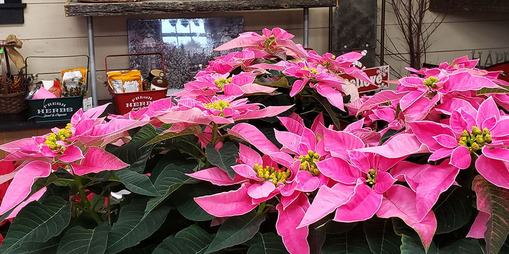 SL Garden Center-New Hampshire-History of The Poinsettia-pink poinsettias