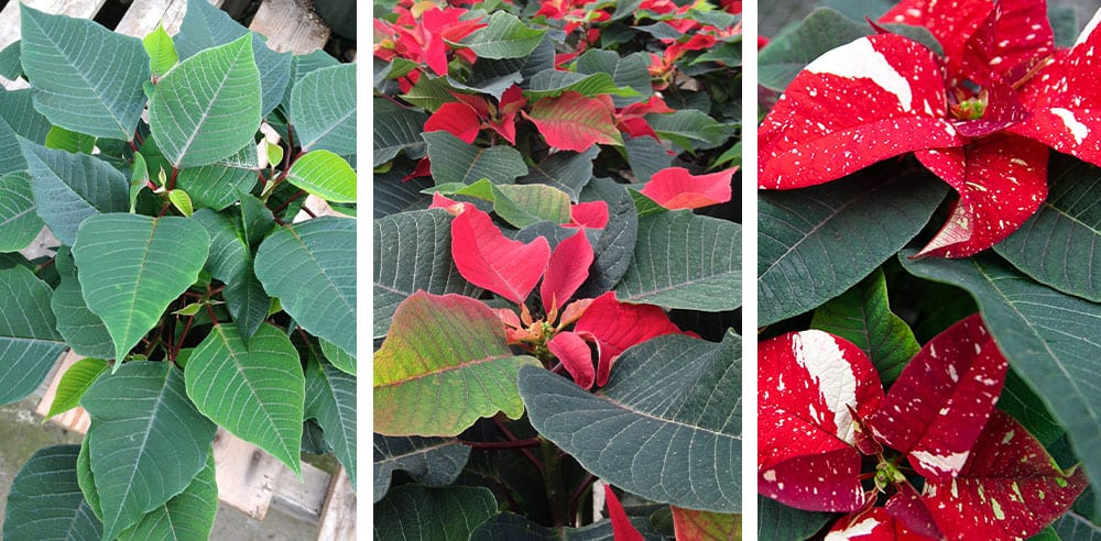 SL Garden Center-New Hampshire-History of The Poinsettia-poinsettia color change