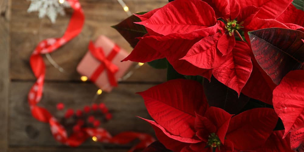SL Garden Center-New Hampshire-History of The Poinsettia-red poinsettia