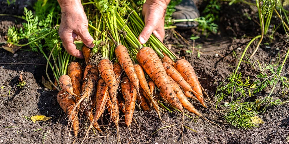 SL Garden Center- New Hampshire- harvesting carrots