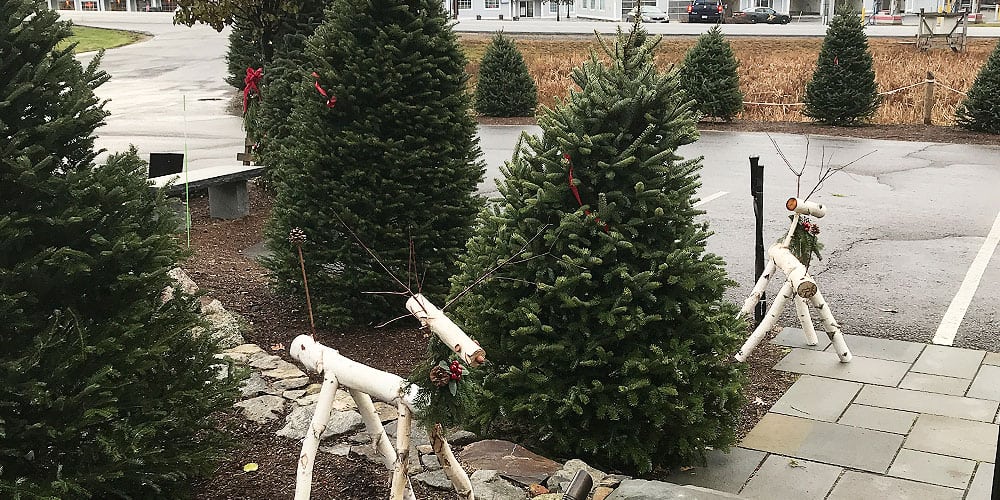 Stephens Landscaping Garden Center-New Hampshire-How to Care for Your Fresh Cut Christmas Tree-christmas trees for sale