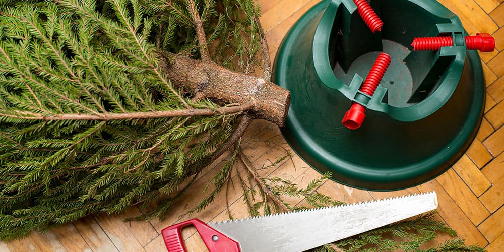 Stephens Landscaping Garden Center-New Hampshire-How to Care for Your Fresh Cut Christmas Tree-cut base of christmas tree