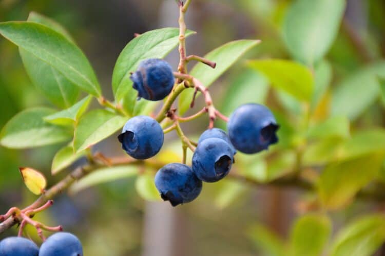 Ripe blueberries hang from a blueberry bush with green leaves.